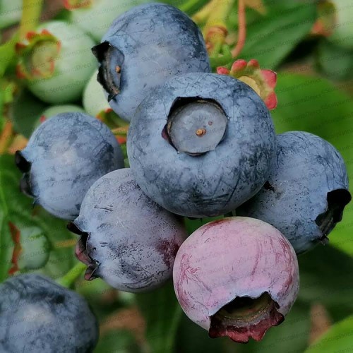 Pot Grown Blueberry Bush Spartan | ScotPlants Direct